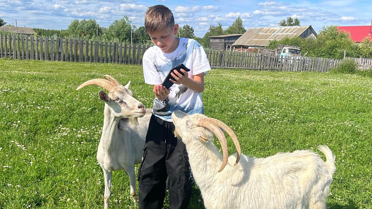 Мальчик кормит коз